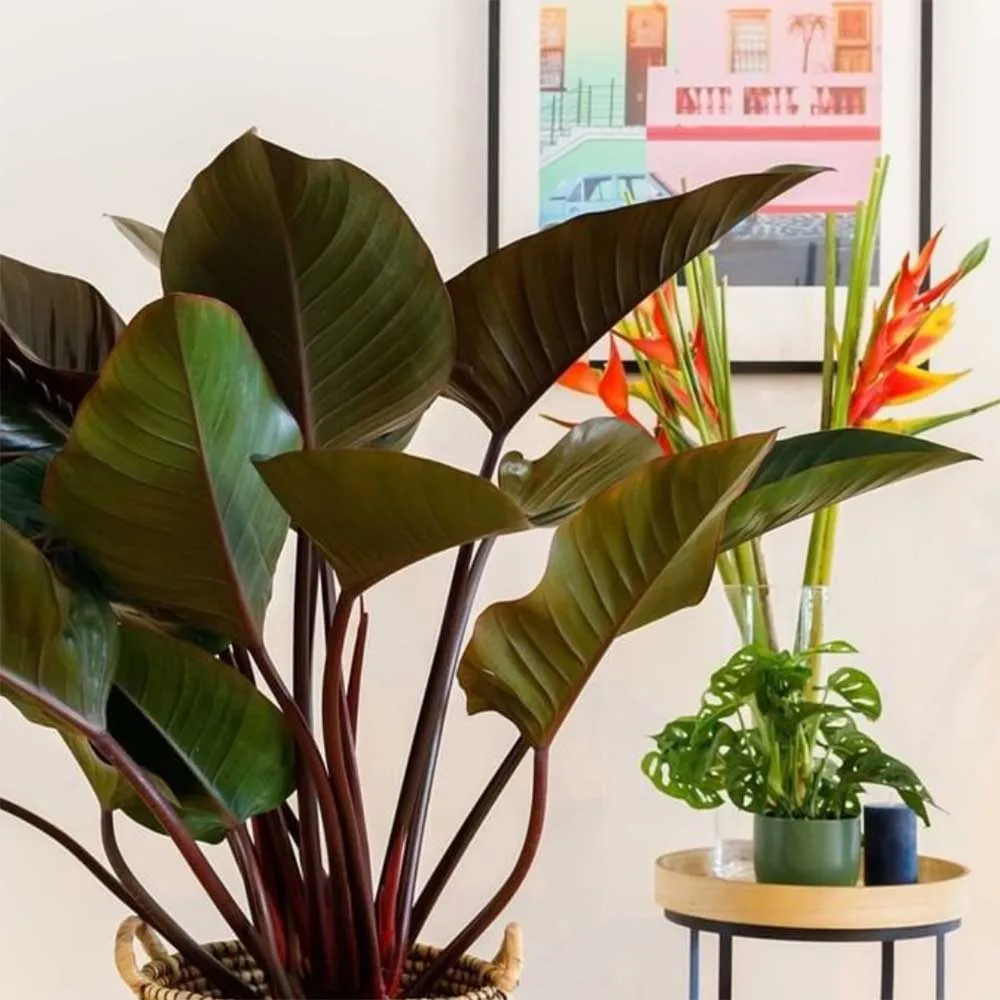 90 - 110cm Philodendron Red Beauty 27cm Pot House Plant