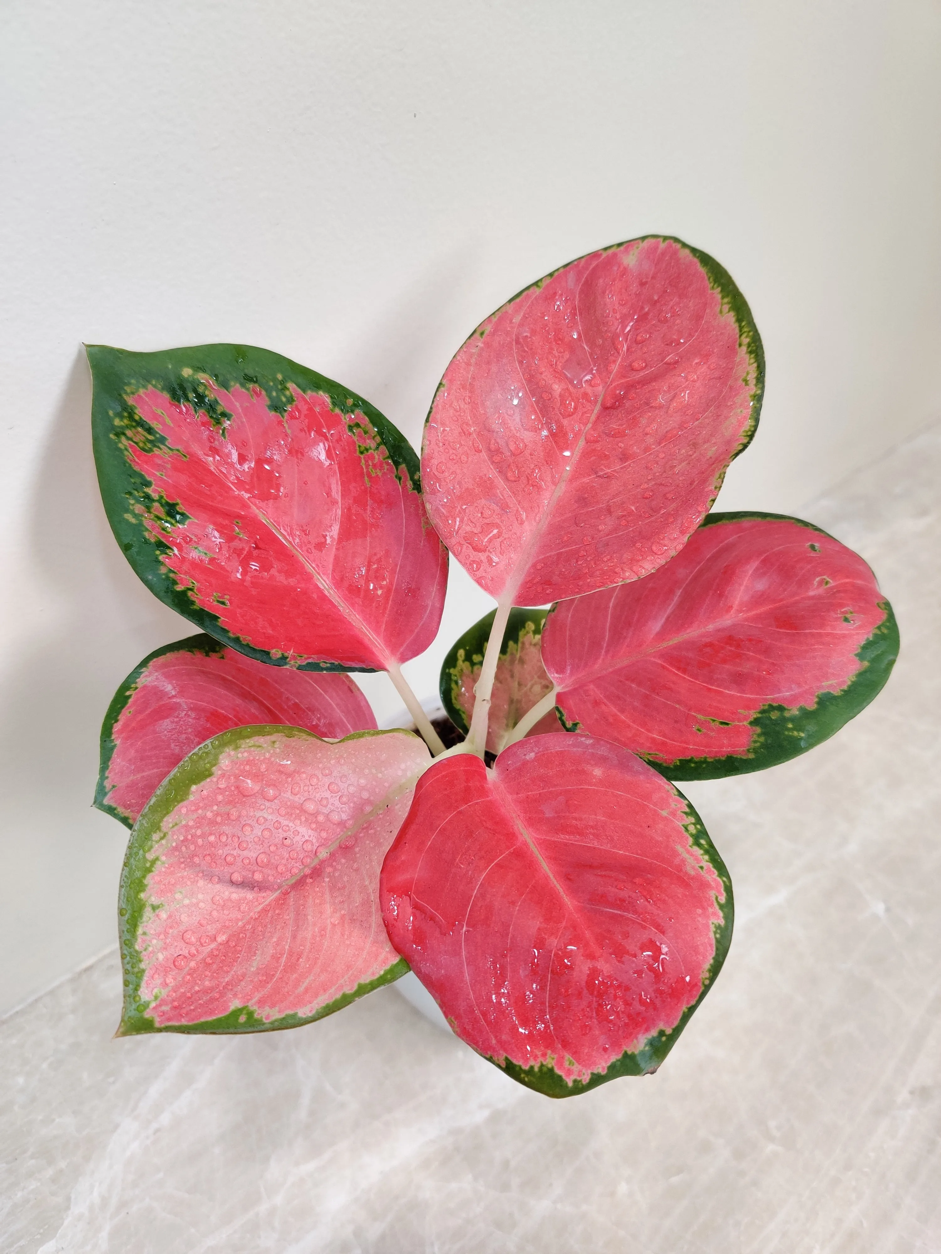 Lush Aglaonema China Red Plant for Corporate Gift