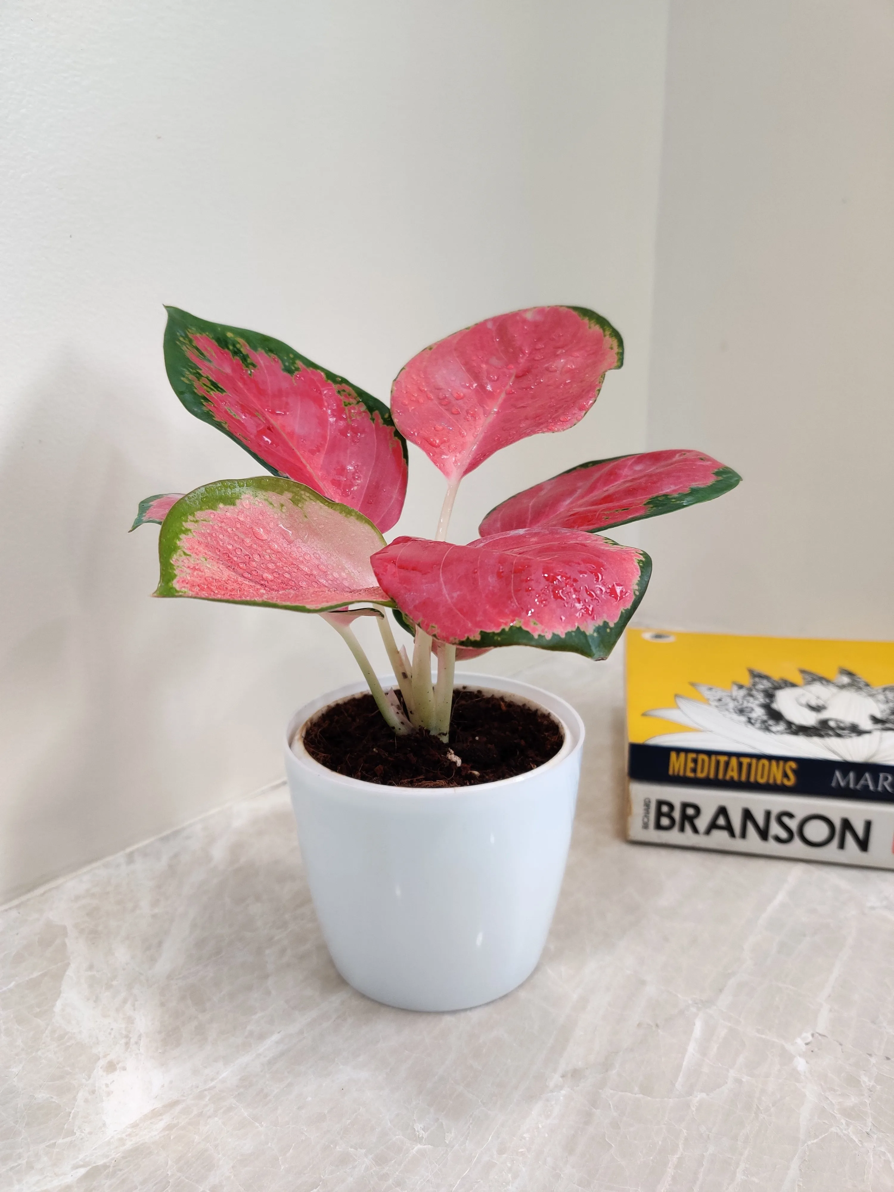 Lush Aglaonema China Red Plant for Corporate Gift