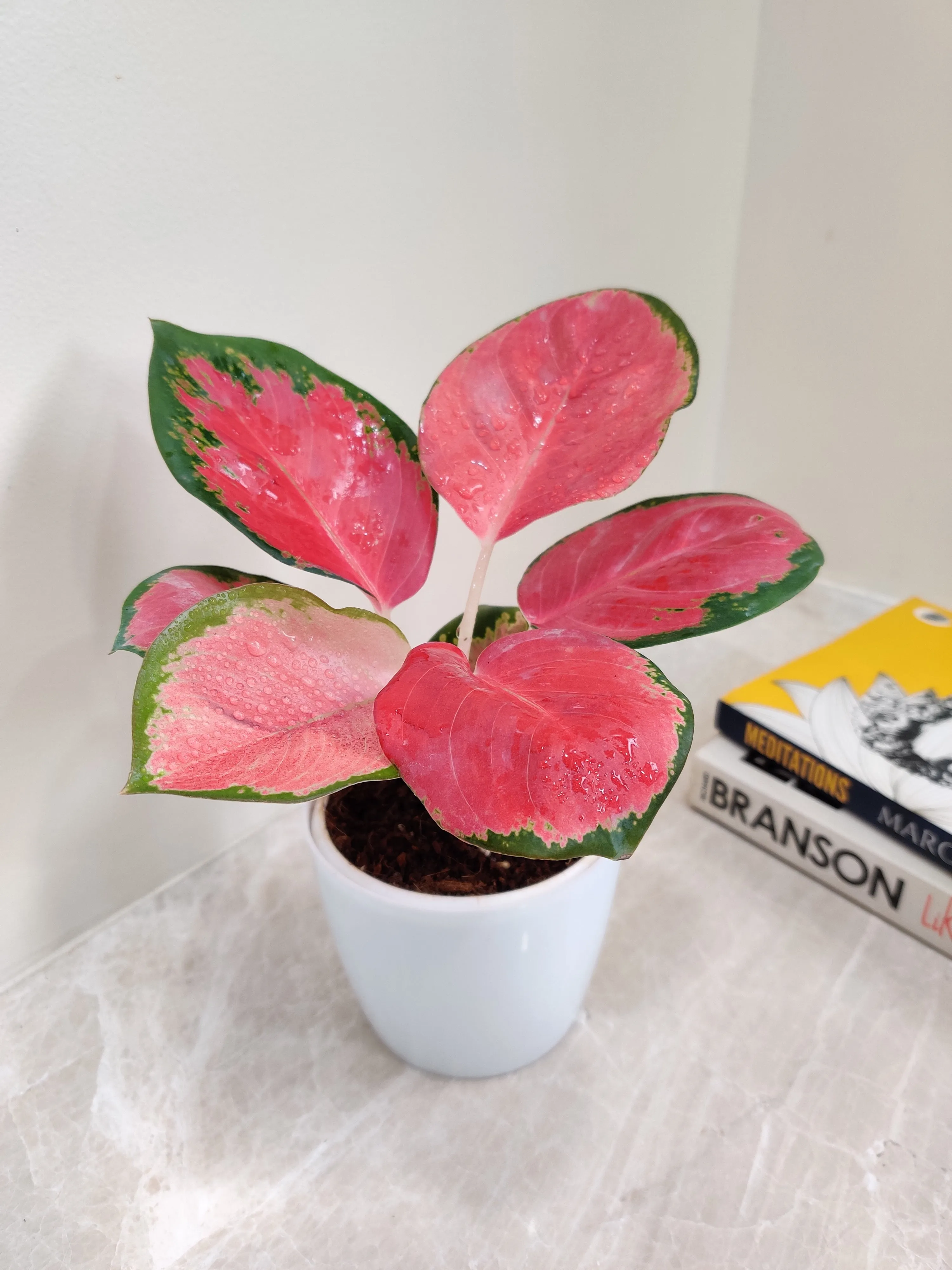 Lush Aglaonema China Red Plant for Corporate Gift