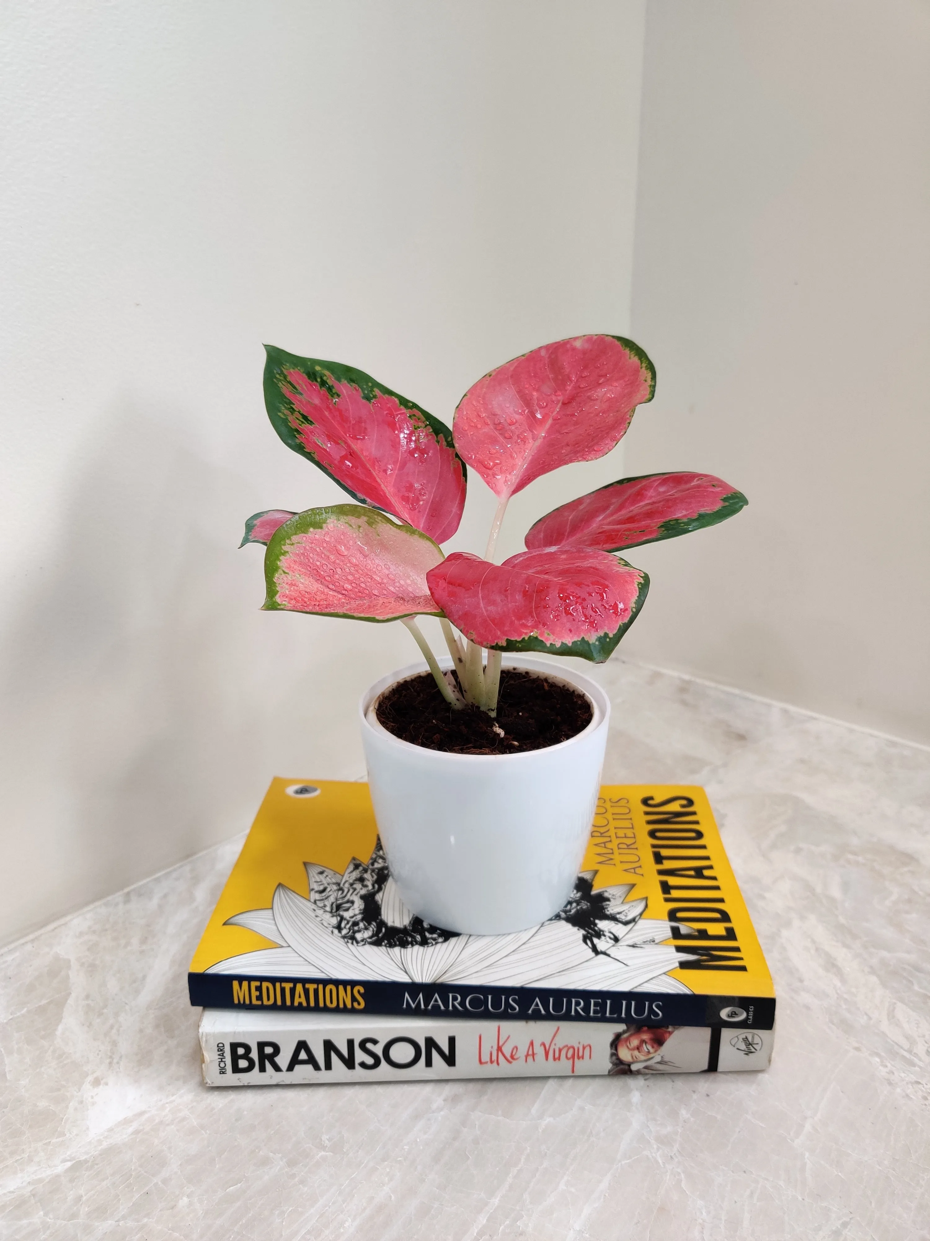Lush Aglaonema China Red Plant for Corporate Gift