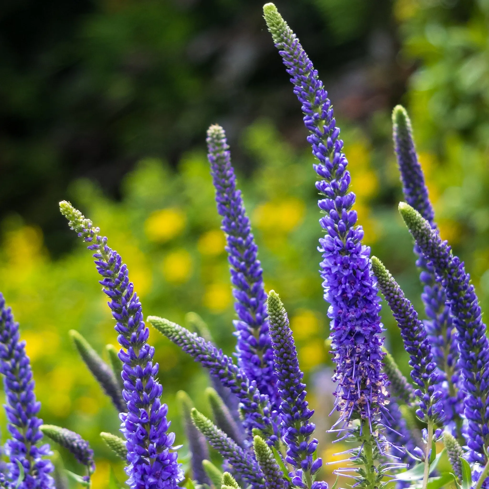 Veronica 'Anniversary Blue’ 9cm/2L